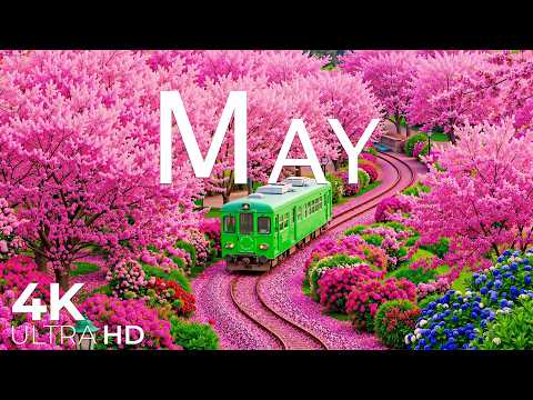 Spring in May 4K 🌸 Fresh Blossoms 2026 | Colorful Gardens & Soft Sunrise Glow (Ultra HD)