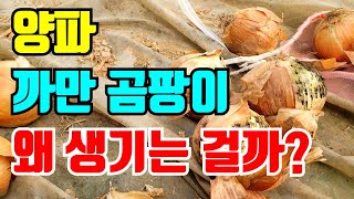 양파 보관중 까만 곰팡이 왜 생기는 걸까요?농사부터 잘지어야 안생긴답니다