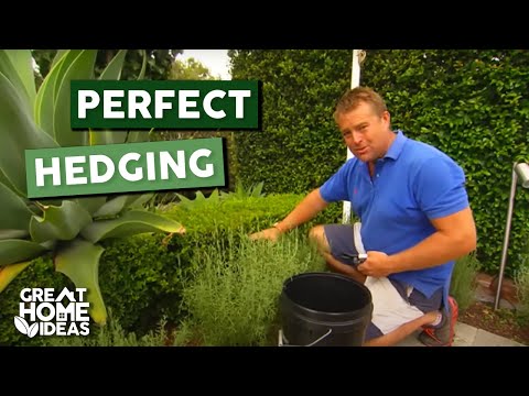 , title : 'Tips & Tricks For Perfect Hedging | Gardening | Great Home Ideas'