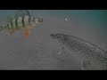 Video Thumbnail for Slapping Perch Up & Down / Amazing Underwater Footage!
