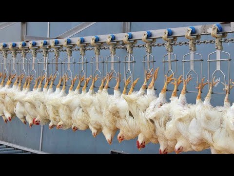 How do poultry farms in the United States manage to produce millions of organic chickens a year?