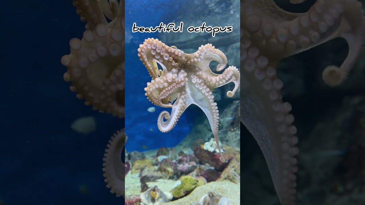 YouTube Short thumbnail