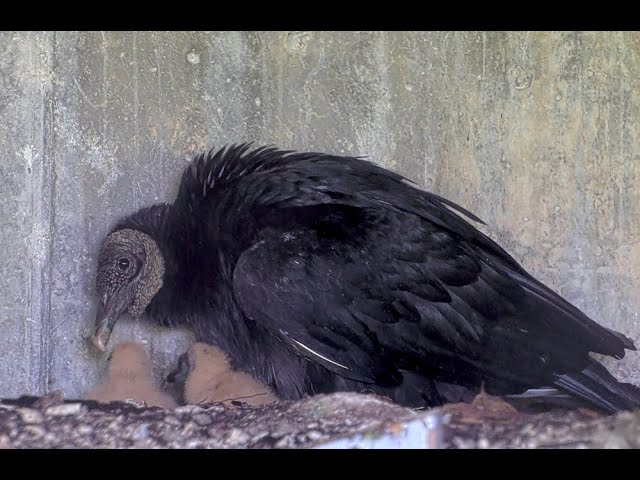 Live webcam view of Heard Wildlife Sanctuary Wetland, McKinney