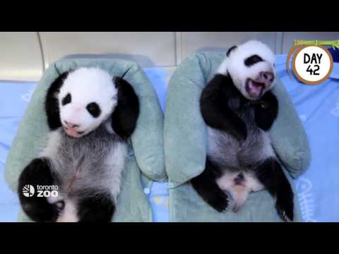 First 100 Days Of Toronto Zoo's Giant Panda Cubs