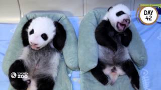 First 100 Days Of Toronto Zoo's Giant Panda Cubs