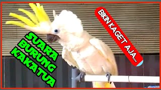 Download lagu Burung Kakatua Jambul Kuning Bikin Kaget Dengar Suaranya mp3