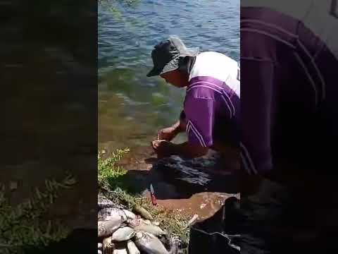 fartura de peixe # pescaria rio São Francisco # se escrevam obrigado