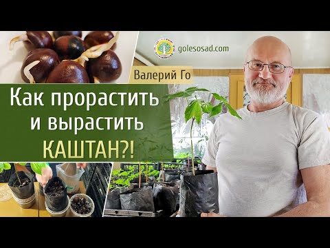 Как прорастить и вырастить каштан?!