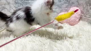 ノルウェージャンフォレストキャットの動画01