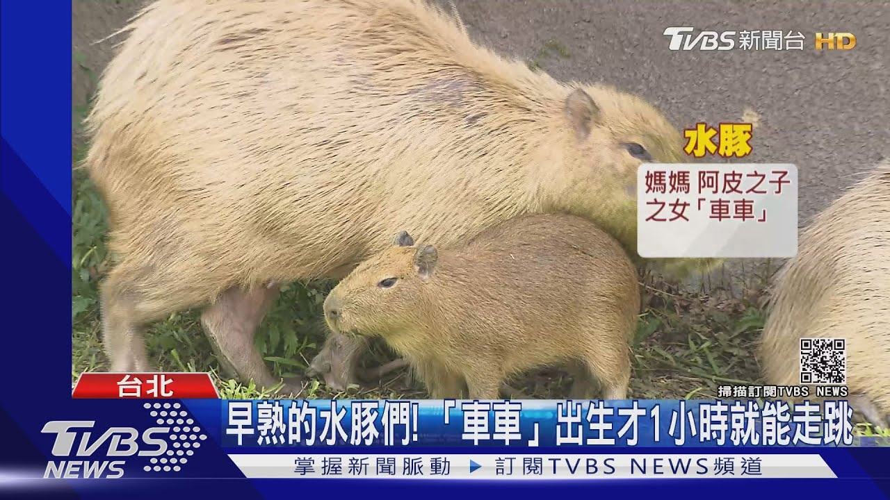 動物園新嬌客!「水豚君、長頸鹿」寶寶們亮相