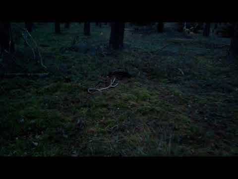 Zrzut jelenia 01.11.2018