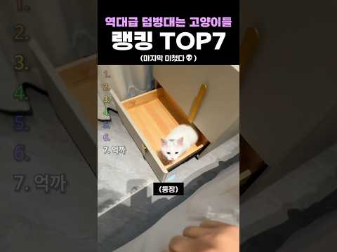 역대급 덤벙대는 고양이들 랭킹 TOP7