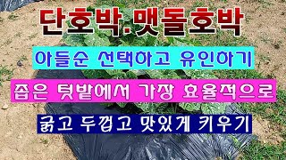 [텃밭농부 1,520]  단호박. 맷돌호박 아들순 선택하고 유인하는 방법. #단호박재배 #맷돌호박재배 #미니…