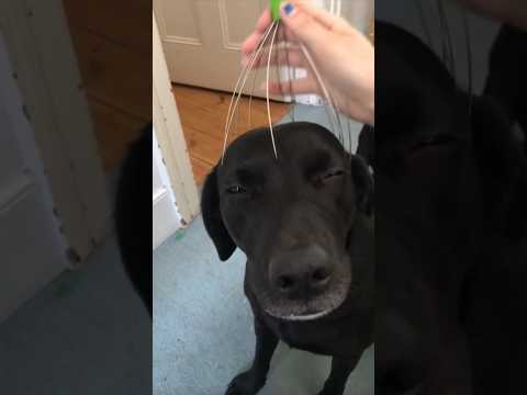 HUND BEKOMMT KOPF MASSAGE 😂🐶 DOG GETS A HEAD MASSAGE #massage #dog #dogs  #funny #puppy #cute #lol