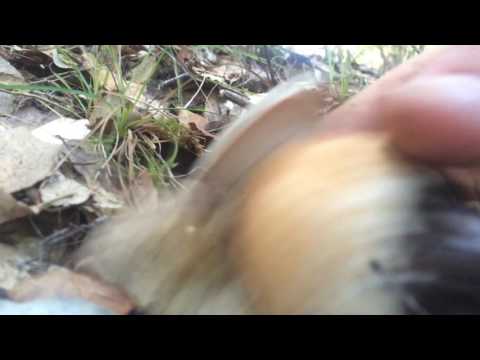 Porcini Escalaplano 2015