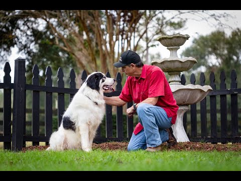 Farm Dog of the Year 2025: Sirius