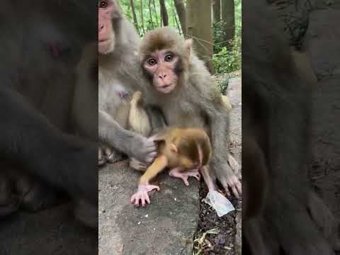 #LoveLymonkey #DanceMonkey / #FunnyMonkey /  #FunnyMonkey / #dancemonkey  Ept:184