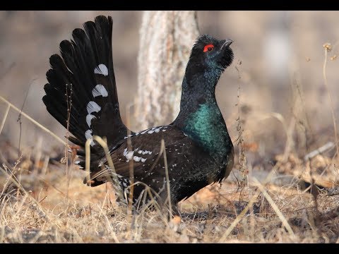 Black-billed Capercaillie displaying in Mongolia