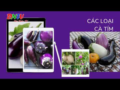 , title : 'Cà tím có điểm gì đặc biệt- What is special about eggplant?- Đức Nhân TV'