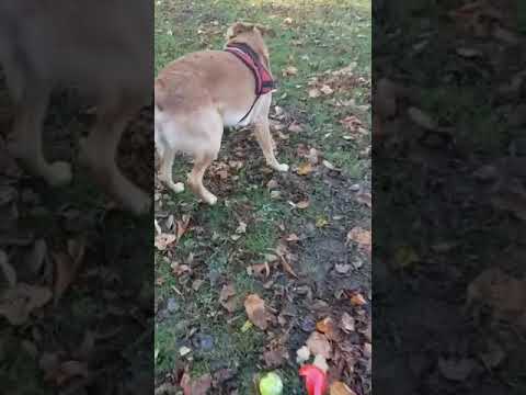 Batson's Happy Dogs video.