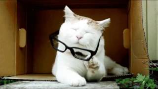 Коты- котики- собачки!!!