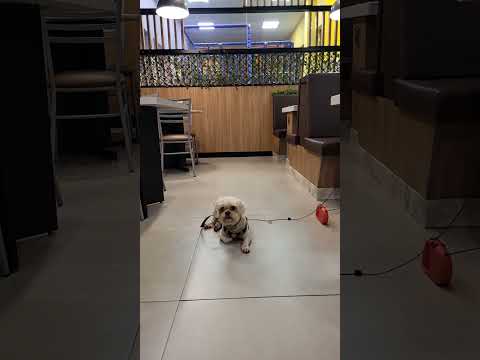 Espaço pet posto amigão são Mateus do sul Paraná