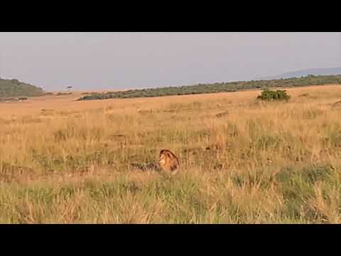 Scarface Legendary Lion RIP