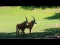 Safari In Disney
