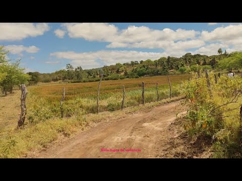 Aqui está parecendo um paraíso, área rural de Estrela de Alagoas. AL. 04/12/2025