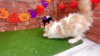 アメリカンカールの動画01