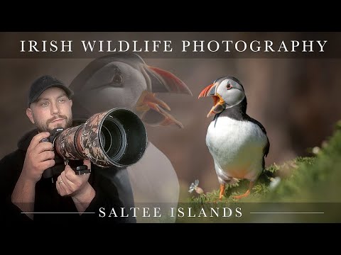 Saltee Islands (Puffins) - Irish Wildlife Photography