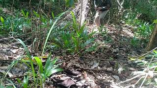 Download lagu 17/2/2026 pikat betina tapau  mp3