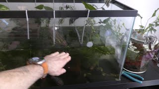 Setup for Growing Live Food in Aquarium