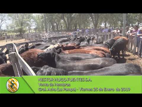 25-1-19 - Venta de Hembras - Nestor Hugo Fuentes S.A. - Gral.  Acha