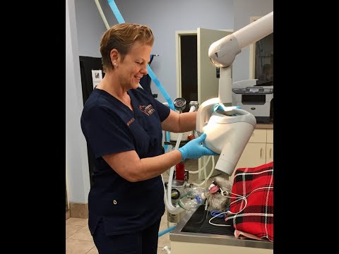 Canine Dental X-Ray Positioning - Mandible