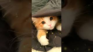 Cute Cats Video - Cute Cat Status - Cute Cat Whats