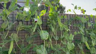 #種菜的樂趣 #院子的治愈生活 #植物樂園 #garden #第一次體驗