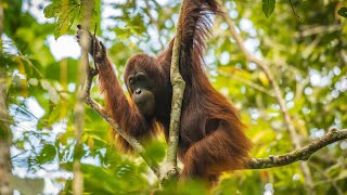 Conservation Imperatives for biodiversity protection | Frontiers in Sc