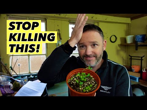 How To Stop Killing Your String of Pearls Houseplant - Senecio Rowleyanus Care Guide
