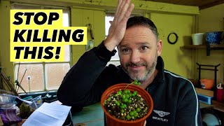 How To Stop Killing Your String of Pearls Houseplant - Senecio Rowleyanus Care Guide