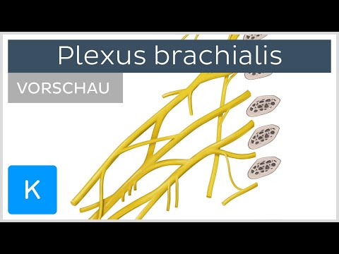 Plexus brachialis: Äste & Versorgung (Vorschau) | Kenhub
