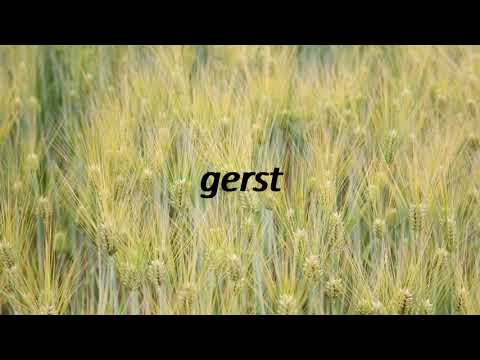 How to say barley in Dutch? gerst