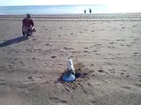 Jack Russell - 2009-Mishka frisbee at the beach