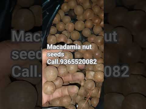 Whole macadamia nuts seeds, packaging size: box