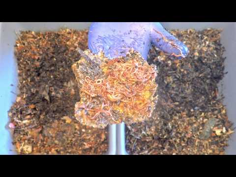 10th feeding of African nightcrawler worms on day 121 with minimal tilling of edges - vermicompost