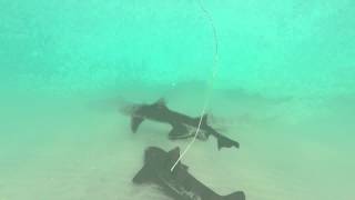 preview picture of video 'La Jolla Shores - Leopard sharks, guitar fish and rays'