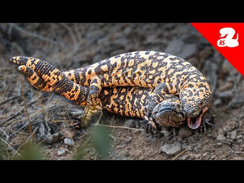 Gila Monsters Fighting in the Wild! [Rare Footage]