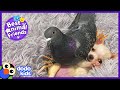 This Pigeon Loves To Sit On A Puppy! | Best Animal Friends | Dodo Kids