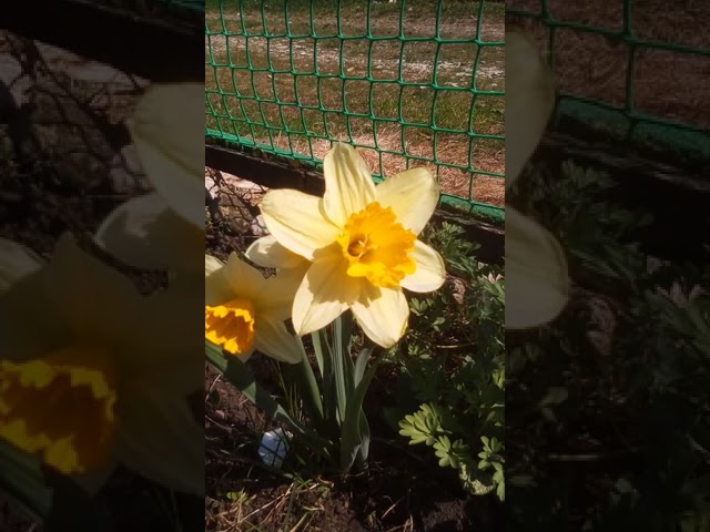 Нарцисс Фортиссимо