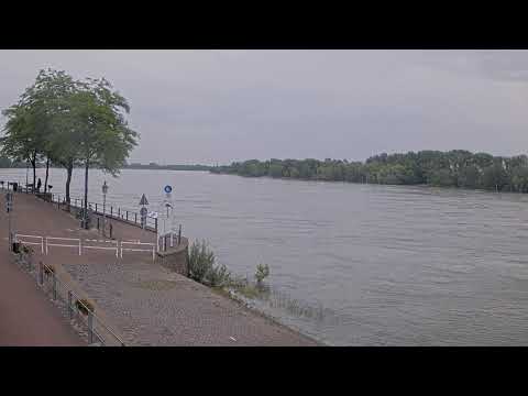 Live Rhein bei Rees, rheinaufwärts Richtung Wesel